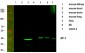 AP-1 Polyclonal Antibody